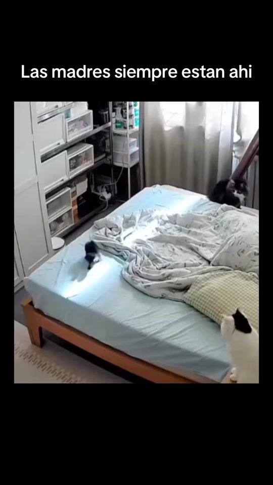 TikTok video thumbnail by digitaltemplar