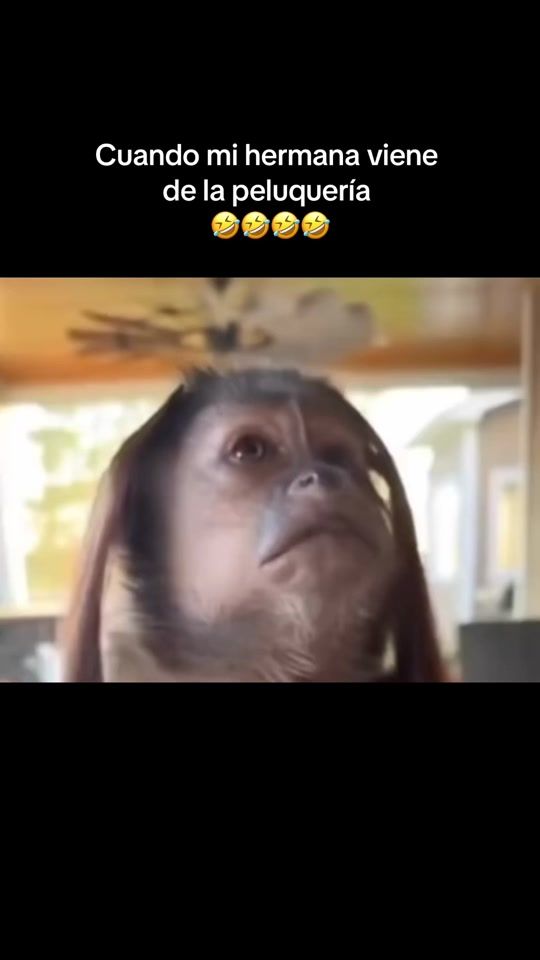 TikTok video thumbnail by funnyvideoshumor1