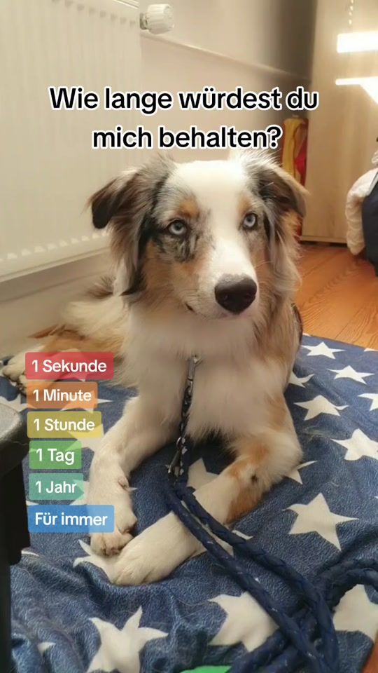 TikTok video thumbnail by assistenzhundleben