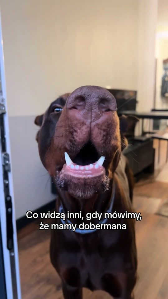 TikTok video thumbnail by louisicarlos