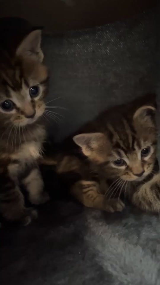 TikTok video thumbnail by kittycatnikita