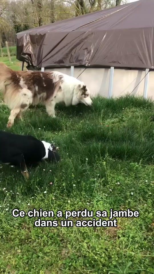 TikTok video thumbnail by petsbuzz6