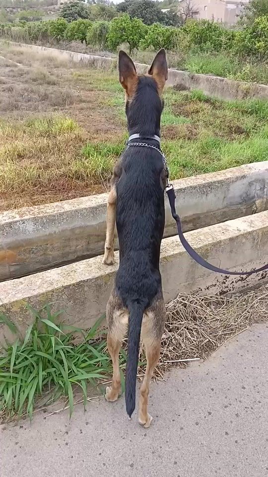 TikTok video thumbnail by elmundodekira.24