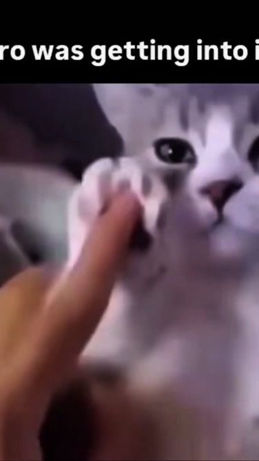 TikTok video thumbnail by wontbeallowed