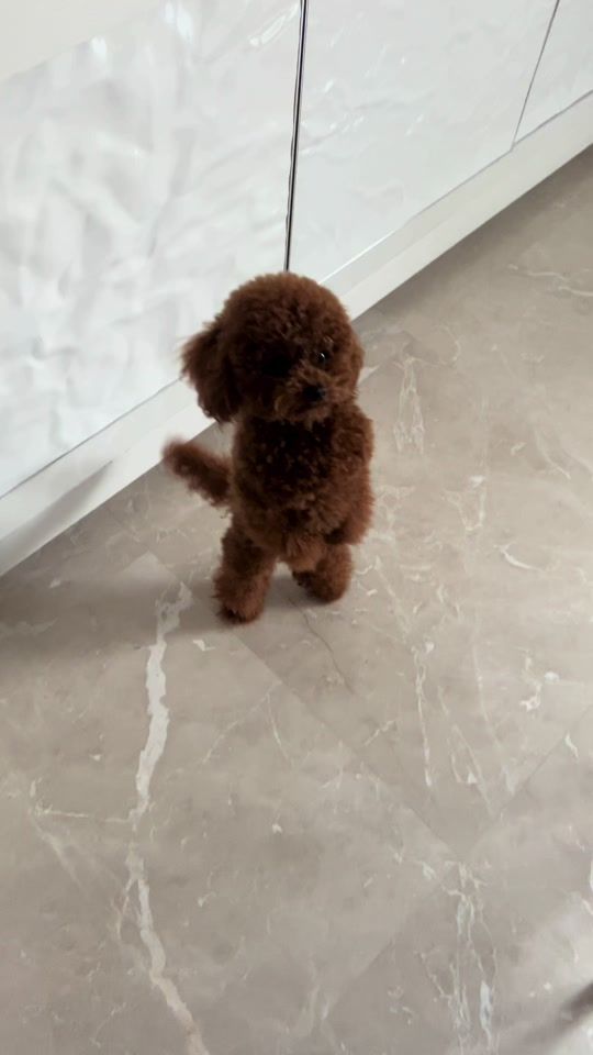 TikTok video thumbnail by lovelymargot20