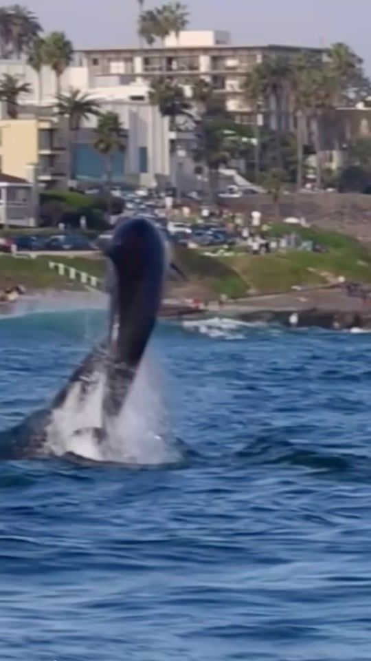 TikTok video thumbnail by eco_orca