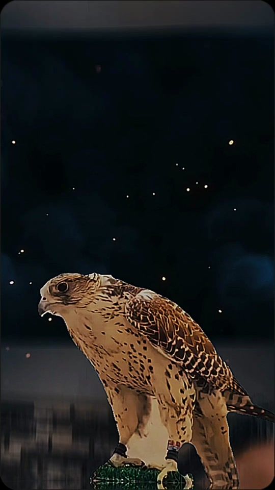 TikTok video thumbnail by elyanos77