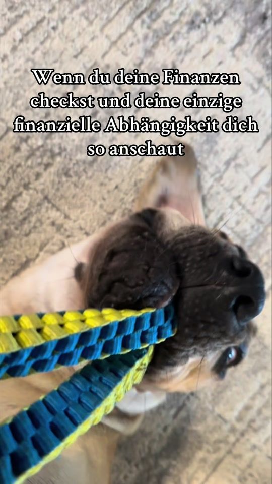 TikTok video thumbnail by canecorso.baxter