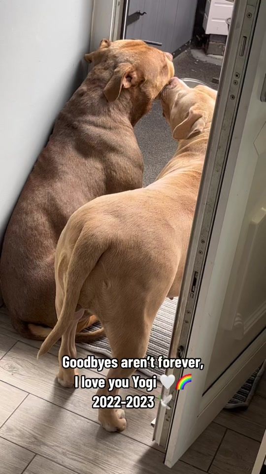 TikTok video thumbnail by luna.yogi_xlbullyuk