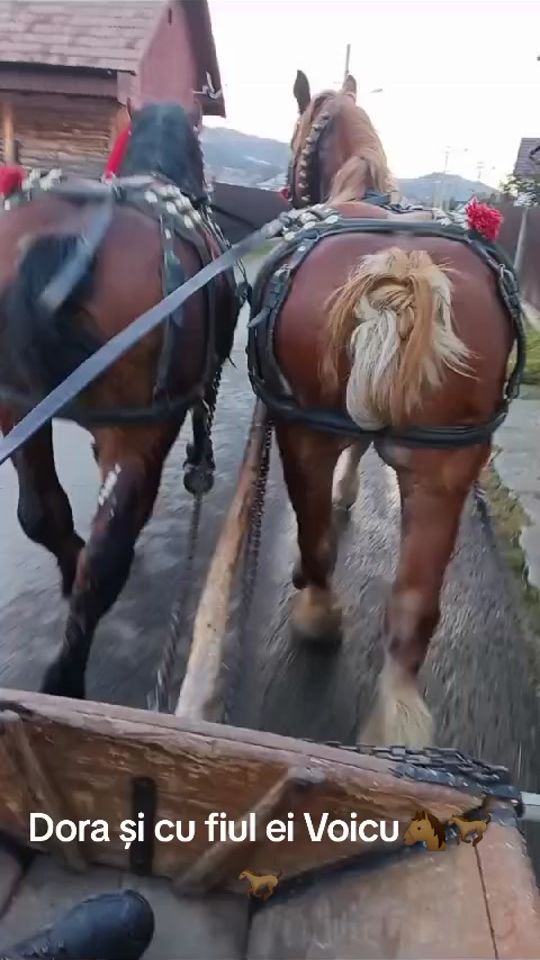 TikTok video thumbnail by berbintadumitru