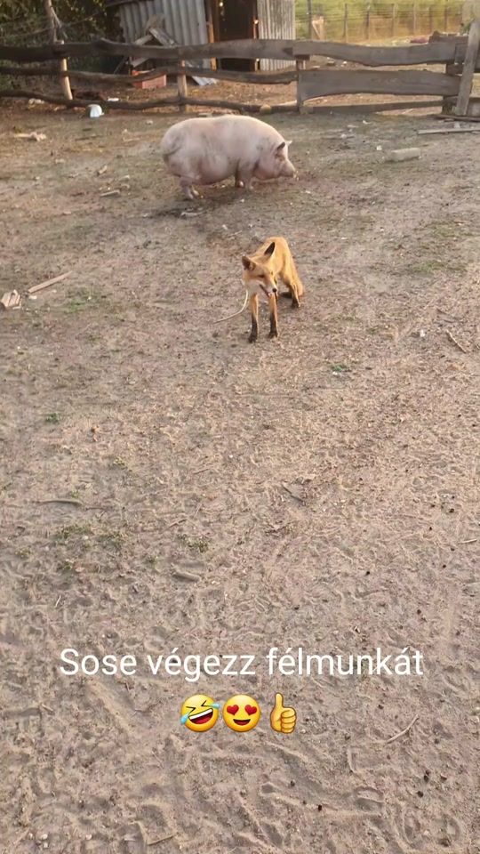 TikTok video thumbnail by rokales
