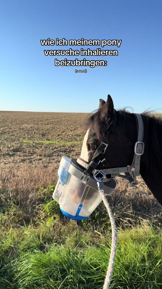 TikTok video thumbnail by sophie__eventing