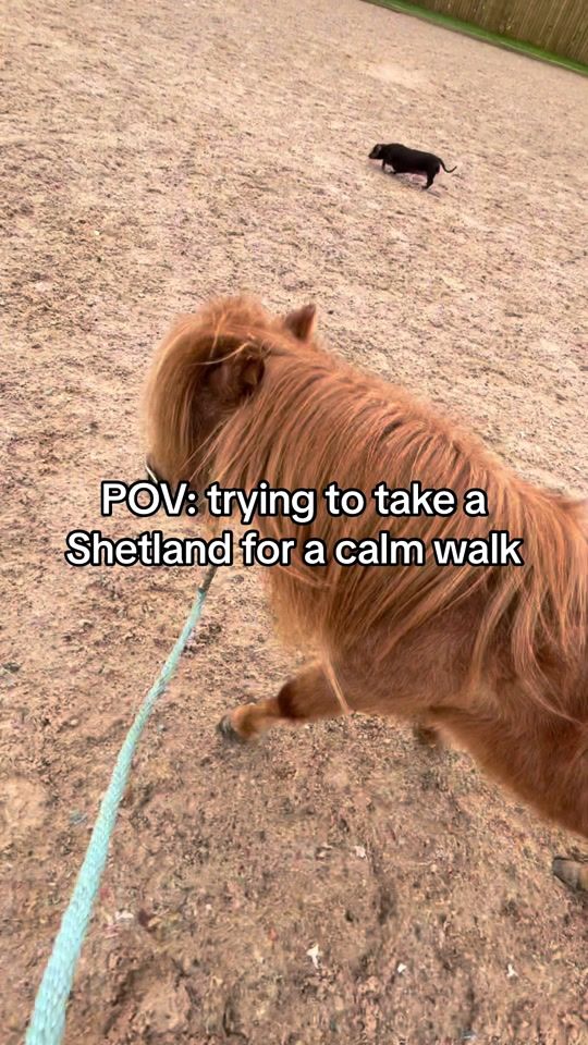 TikTok video thumbnail by annabelledale1