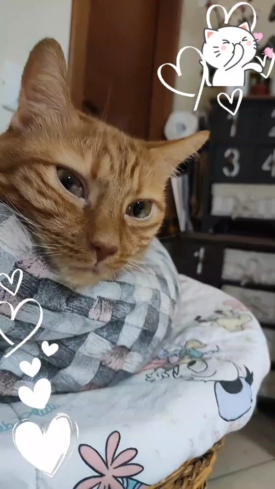 TikTok video thumbnail by antonella_croce
