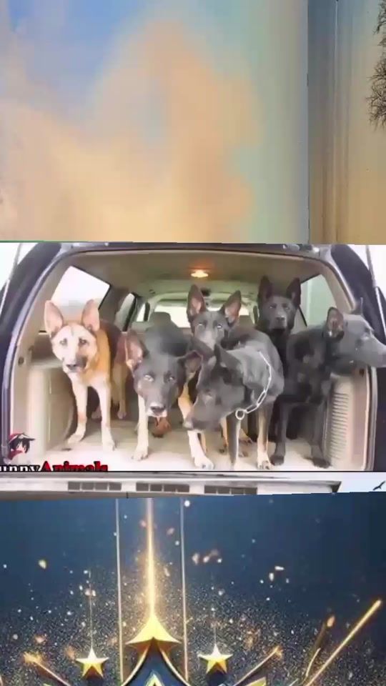 TikTok video thumbnail by papalobs35