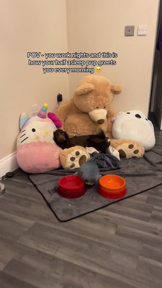 TikTok video thumbnail by maplethecockerspaniel