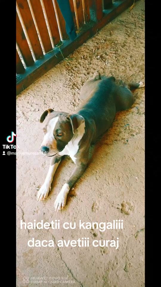 TikTok video thumbnail by mariusmuresan10