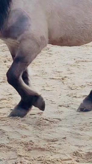 TikTok video thumbnail by moritz.plschpony