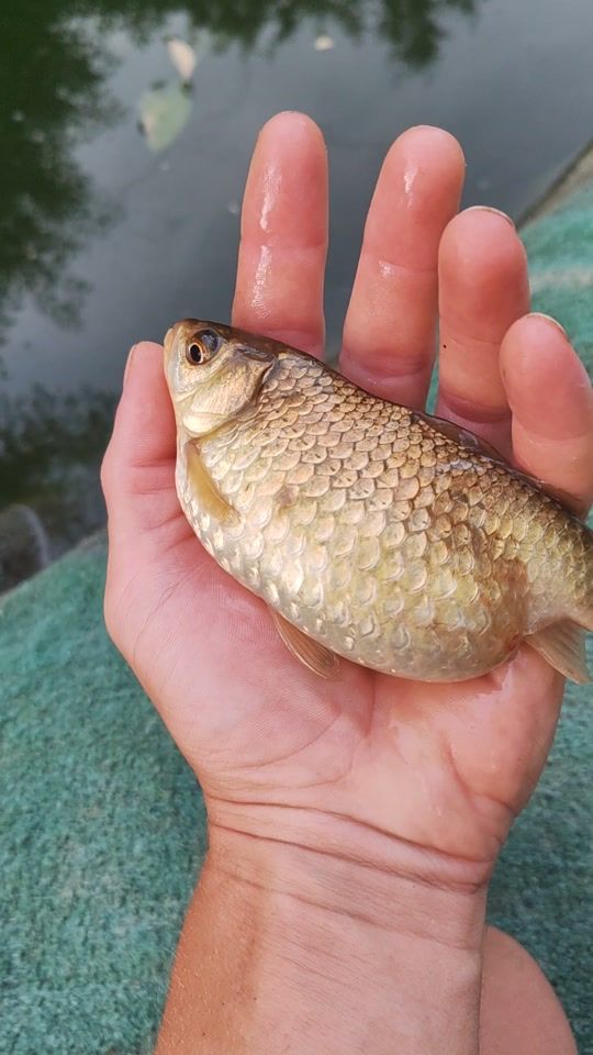 TikTok video thumbnail by ionutnika0