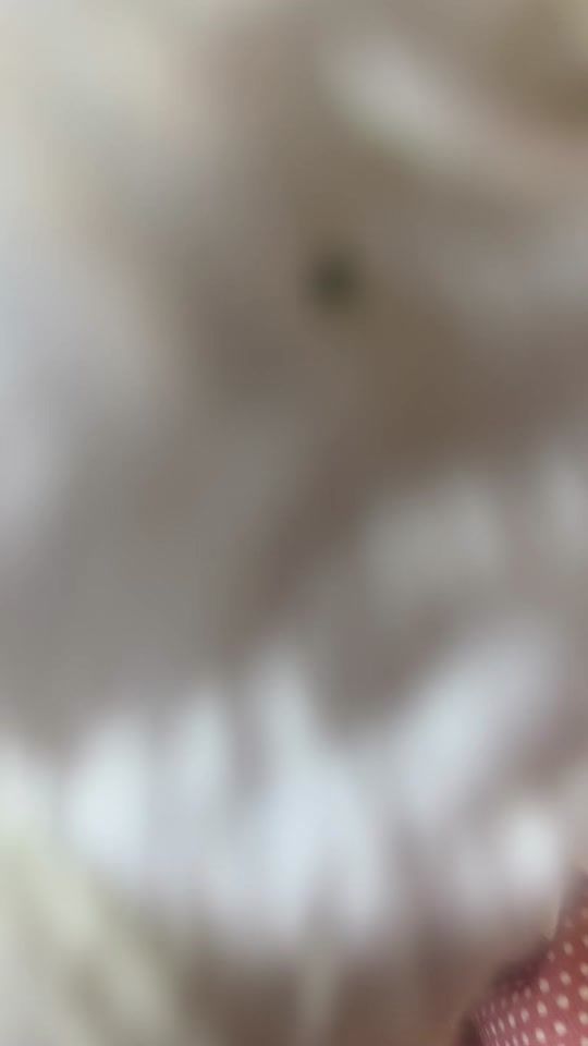 TikTok video thumbnail by blanqui_the_cat