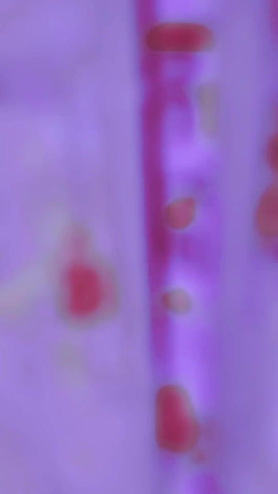 TikTok video thumbnail by petalsbelz