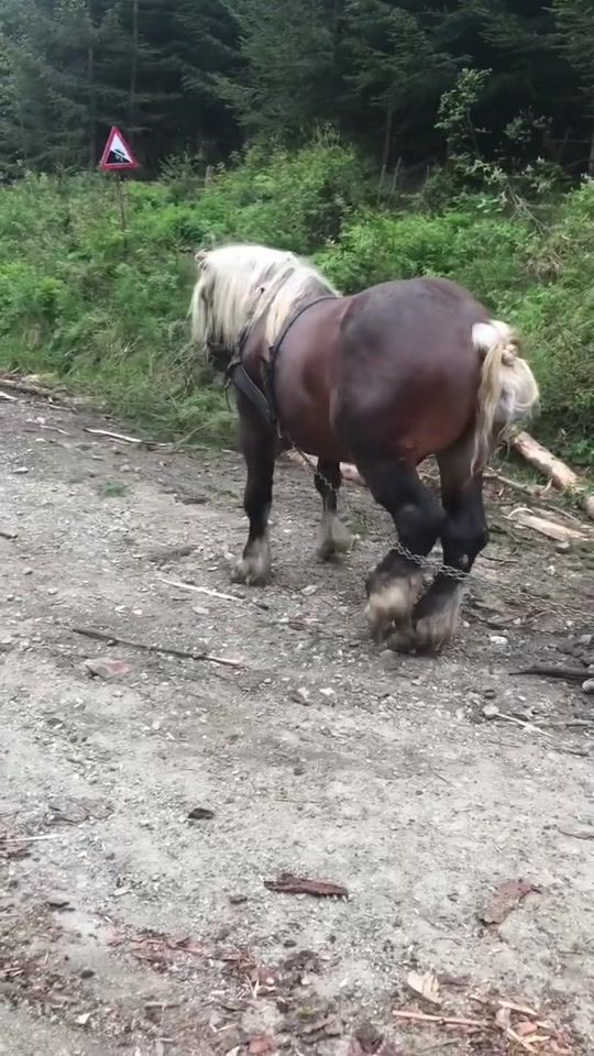 TikTok video thumbnail by dumitrubouhar1