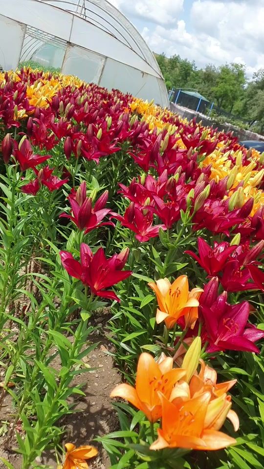 TikTok video thumbnail by deeadeea8683