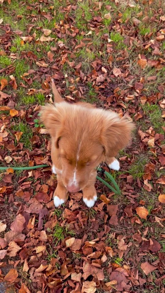 TikTok video thumbnail by boss.thetoller