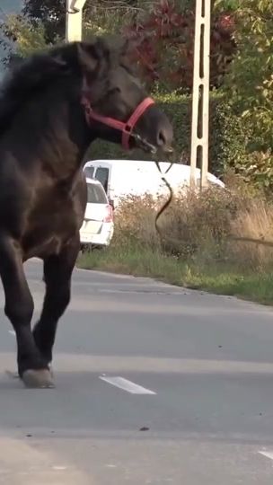 TikTok video thumbnail by eli_du57