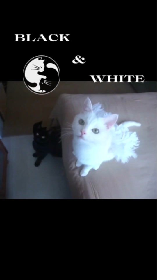 TikTok video thumbnail by cat_spiri