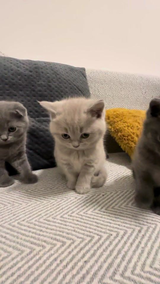 TikTok video thumbnail by selda.55