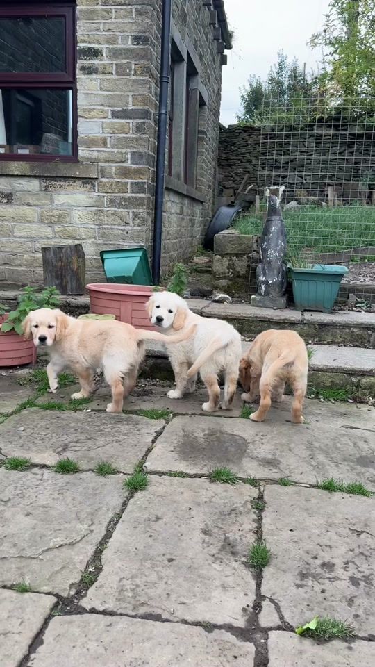 TikTok video thumbnail by joeythegoldenretriever