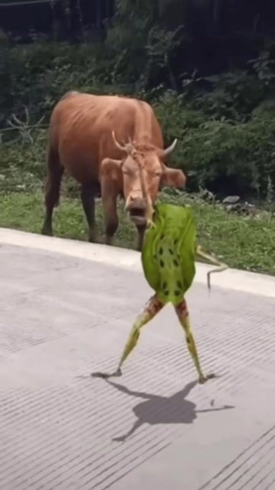 TikTok video thumbnail by mr_secret48