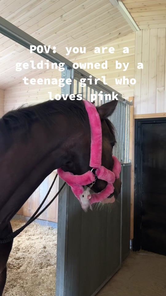 TikTok video thumbnail by wildasjoberg