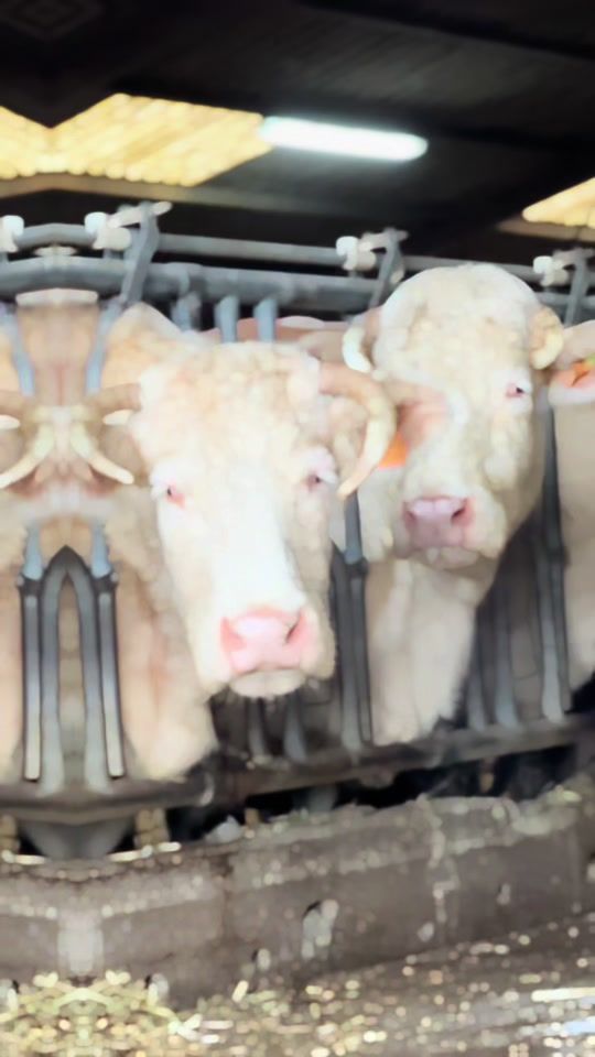 TikTok video thumbnail by matagri71