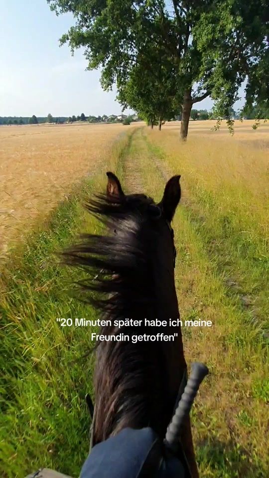 TikTok video thumbnail by showjumping_gj