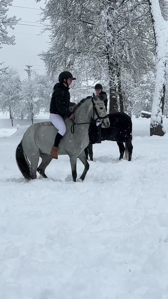 TikTok video thumbnail by profireiter.at