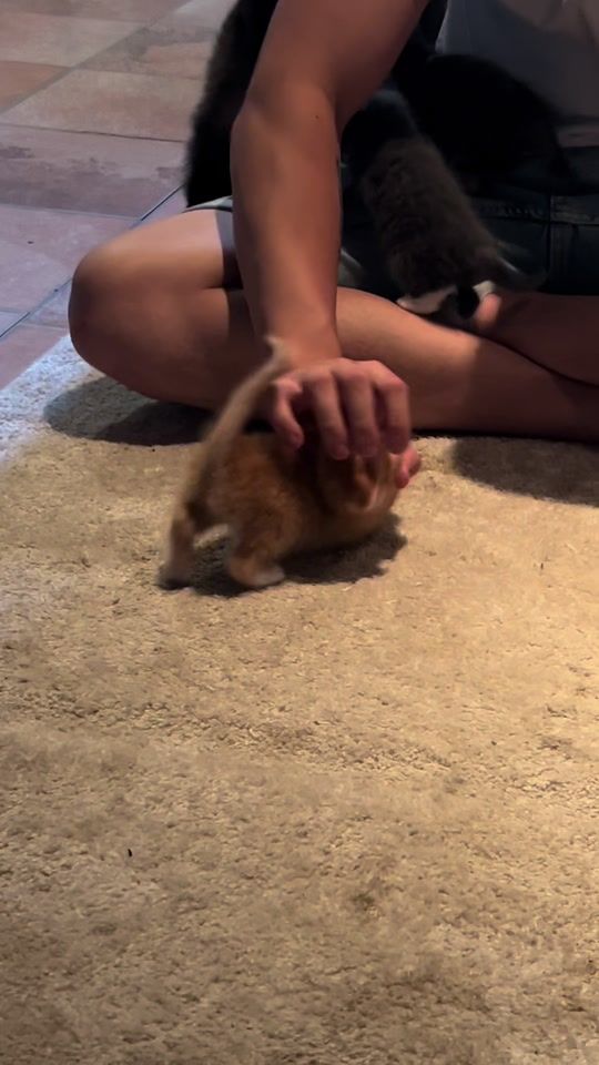 TikTok video thumbnail by p.a.n.d.o.r.a_1