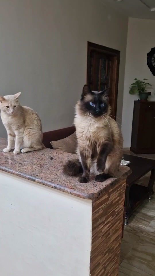TikTok video thumbnail by cats_trainer