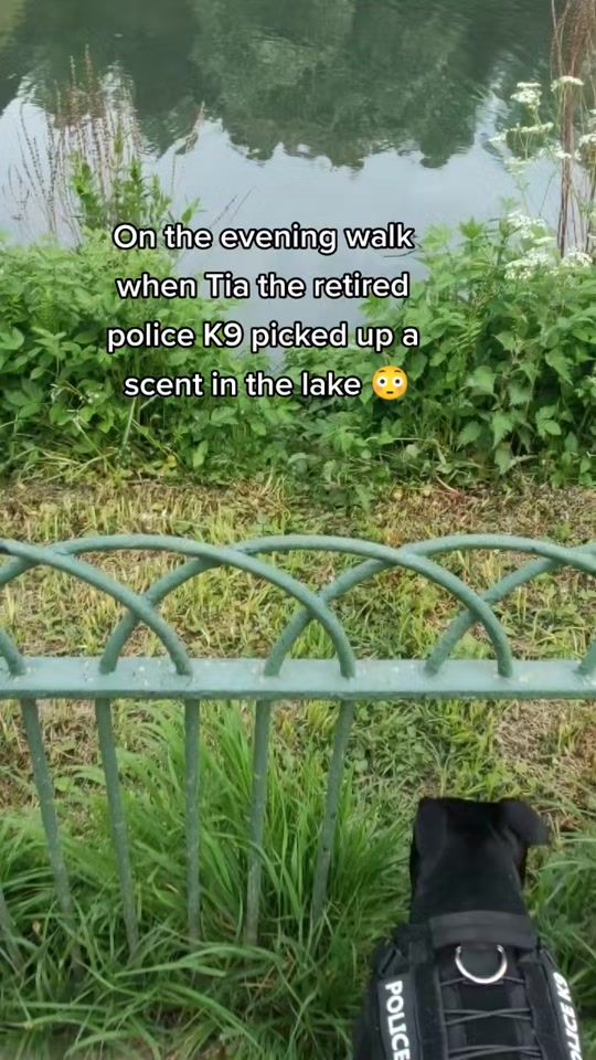 TikTok video thumbnail by k9.lee