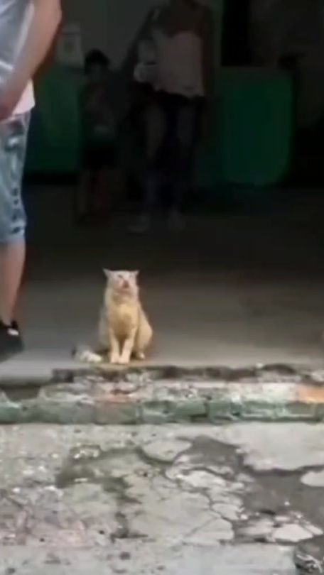 TikTok video thumbnail by teobevilacqua