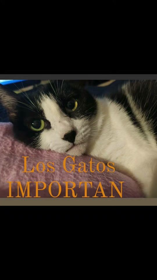 TikTok video thumbnail by augustoysusamigos