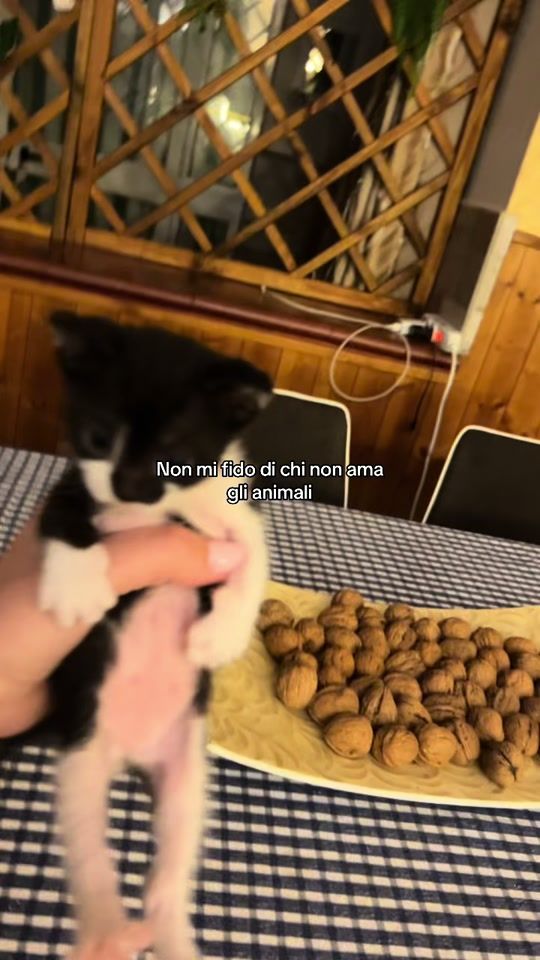TikTok video thumbnail by manuucarduccio