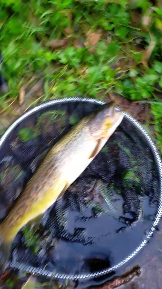 TikTok video thumbnail by ctsluis63140