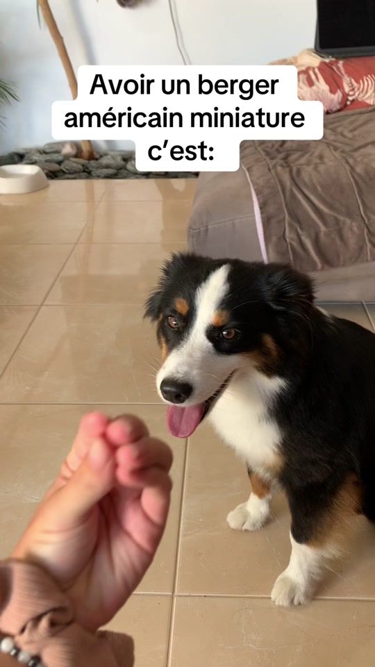 TikTok video thumbnail by vetlunaa