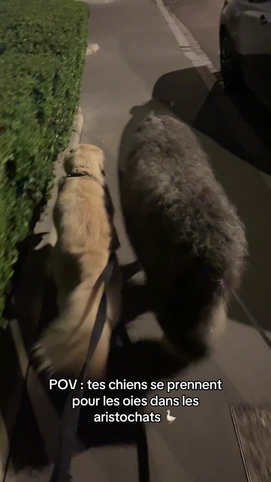 TikTok video thumbnail by malibuthegoldie