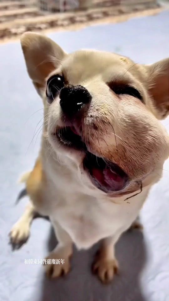 TikTok video thumbnail by pet.cuti21
