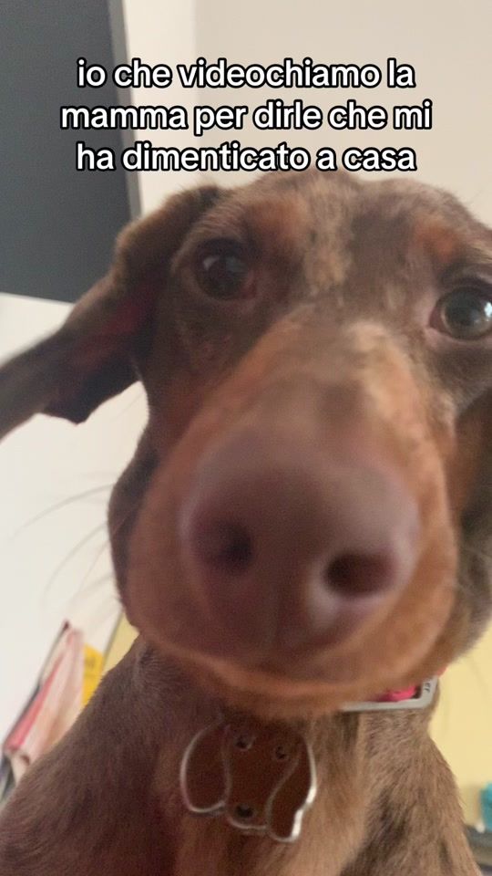 TikTok video thumbnail by pergliamicinello