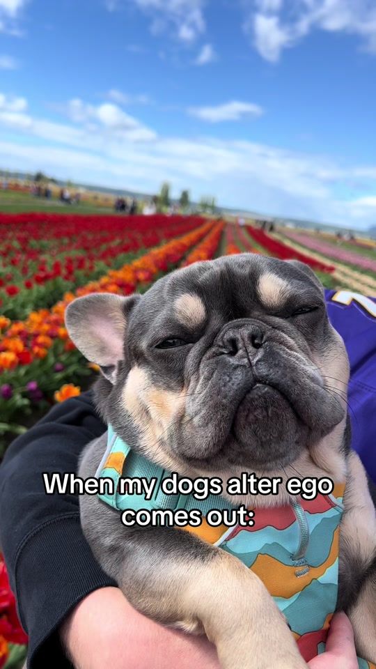 TikTok video thumbnail by mavthefrenchy