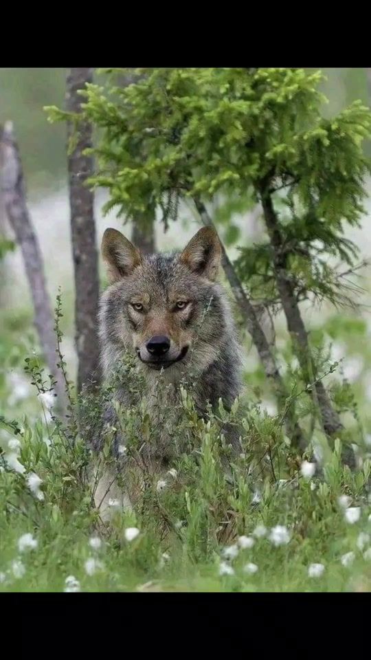 TikTok video thumbnail by wolfsblood70